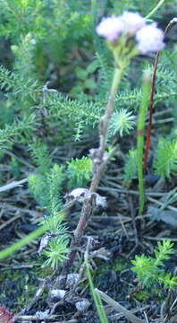 Plancia ëd Senecio agapetes C. Jeffrey