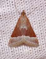 Image of Lethal Pyrausta Moth