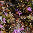 Image of Mackenzie River dwarf-primrose