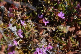 Image of Mackenzie River dwarf-primrose