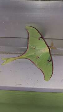 Image of Actias truncatipennis (Sonthonnax 1899)