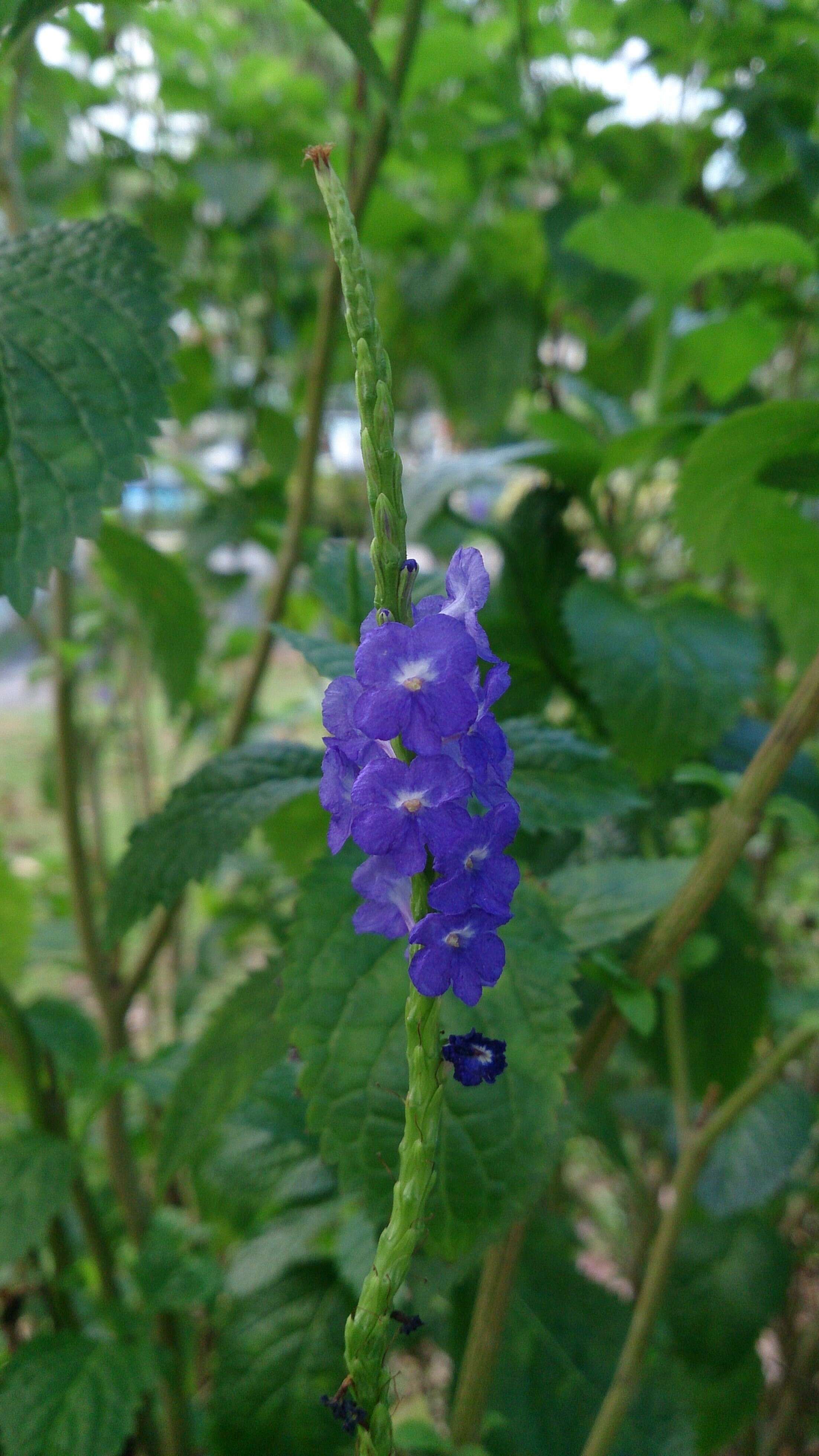 Image of Stachytarpheta indica (L.) Vahl