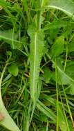 Image of field sowthistle