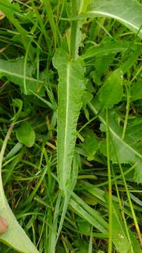 Plancia ëd Sonchus arvensis subsp. arvensis