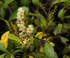 Sivun Prunus subcoriacea (Chod. & Hassl.) Koehne kuva