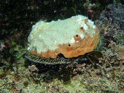 Image of Blacklip abalone