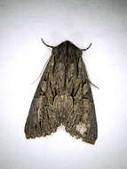 Image of Dark Grey Fishia Moth