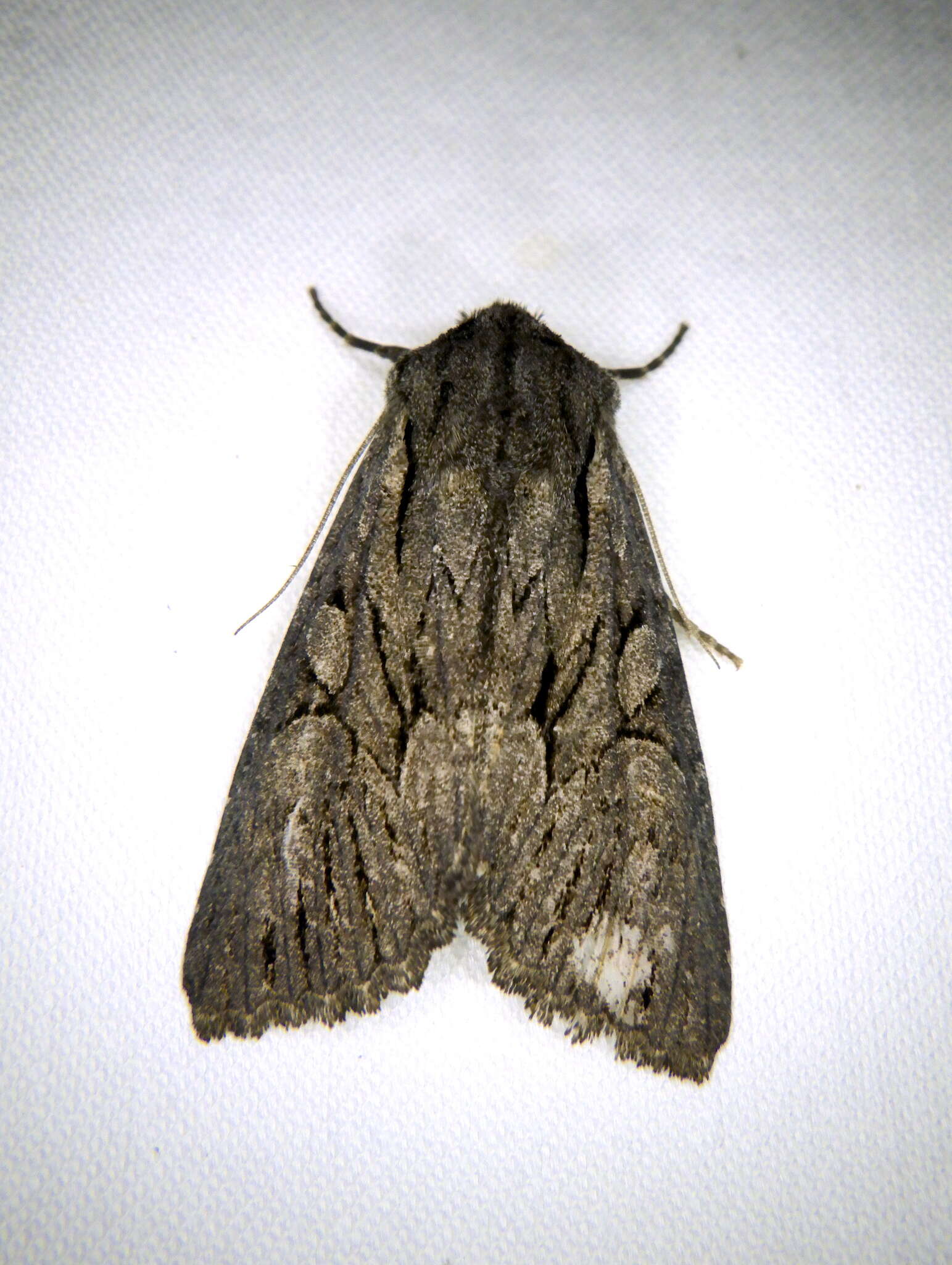 Image of Dark Grey Fishia Moth