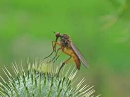 Image of Empis livida Linnaeus 1758