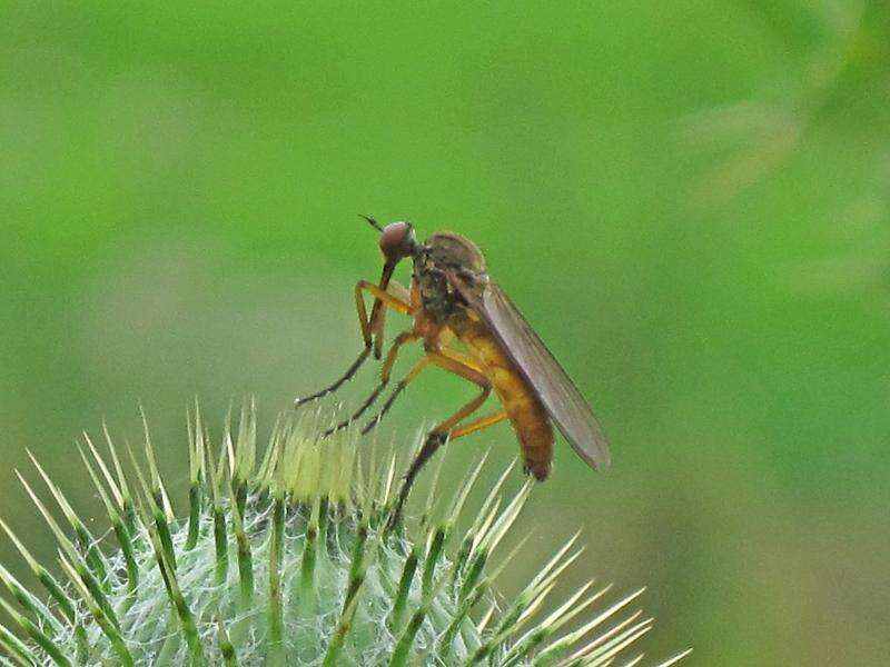 Image of Empis livida Linnaeus 1758