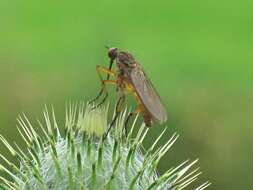 Image of Empis livida Linnaeus 1758