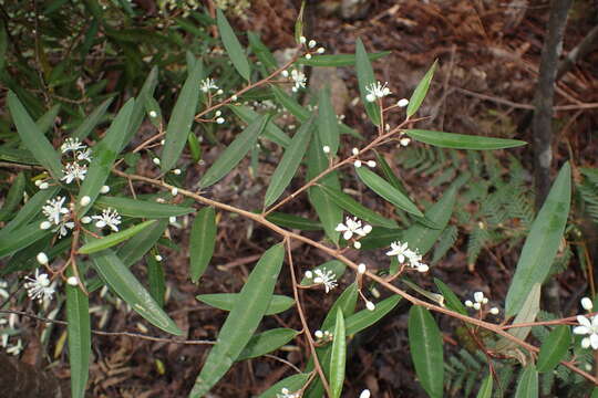 Imagem de Nematolepis squamea subsp. squamea