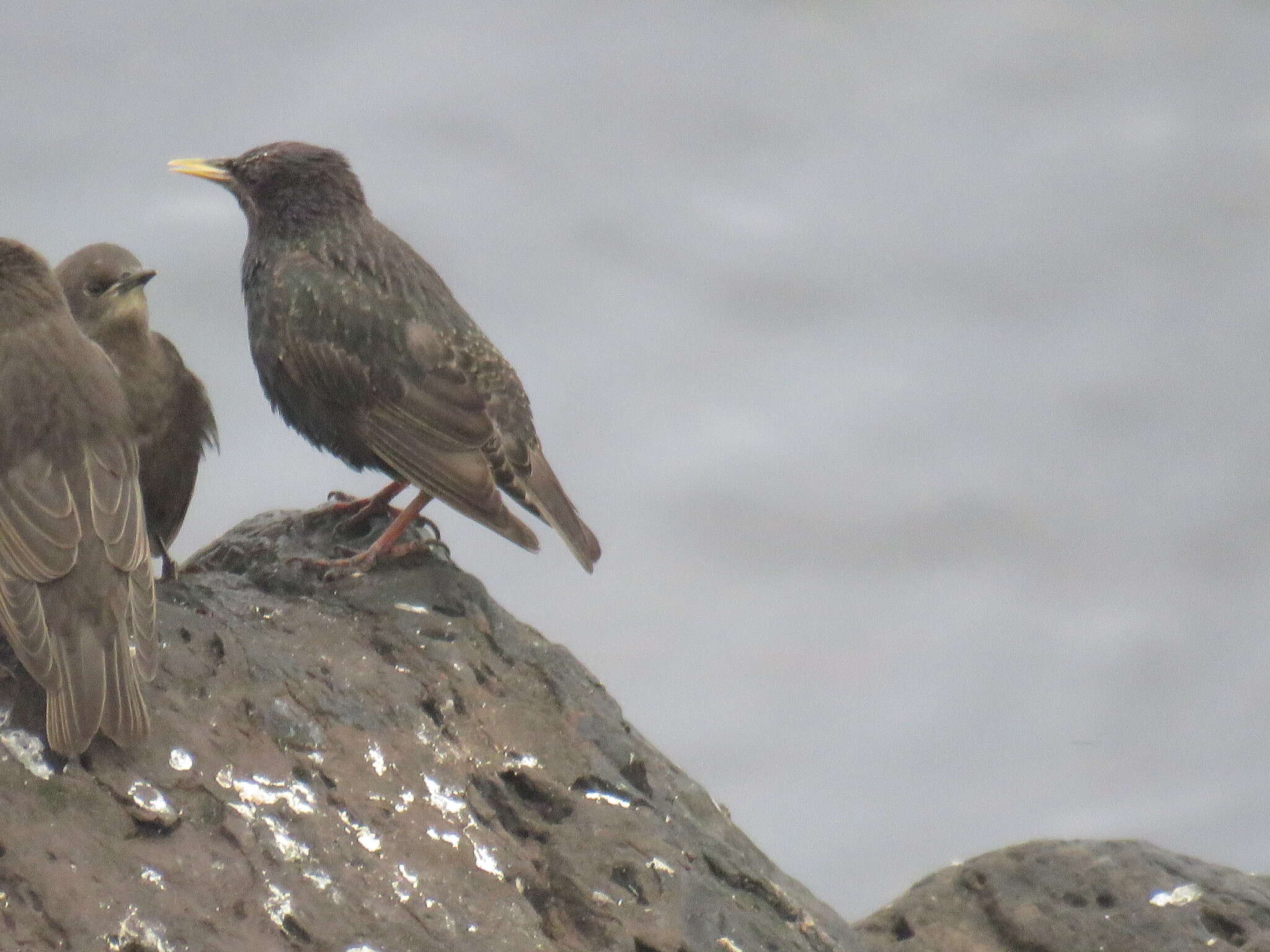 Sivun Sturnus vulgaris zetlandicus Hartert 1918 kuva