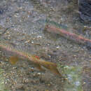 Image of Ohrid Trout