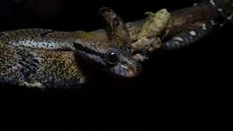 Image of Dog-toothed Cat Snake