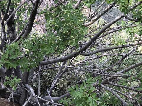 Image of Chihuahuan ash