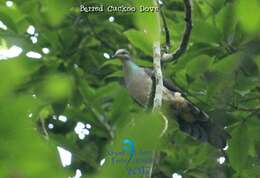 Image of Barred Cuckoo Dove