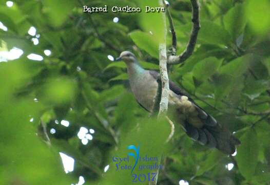 Image of Barred Cuckoo Dove