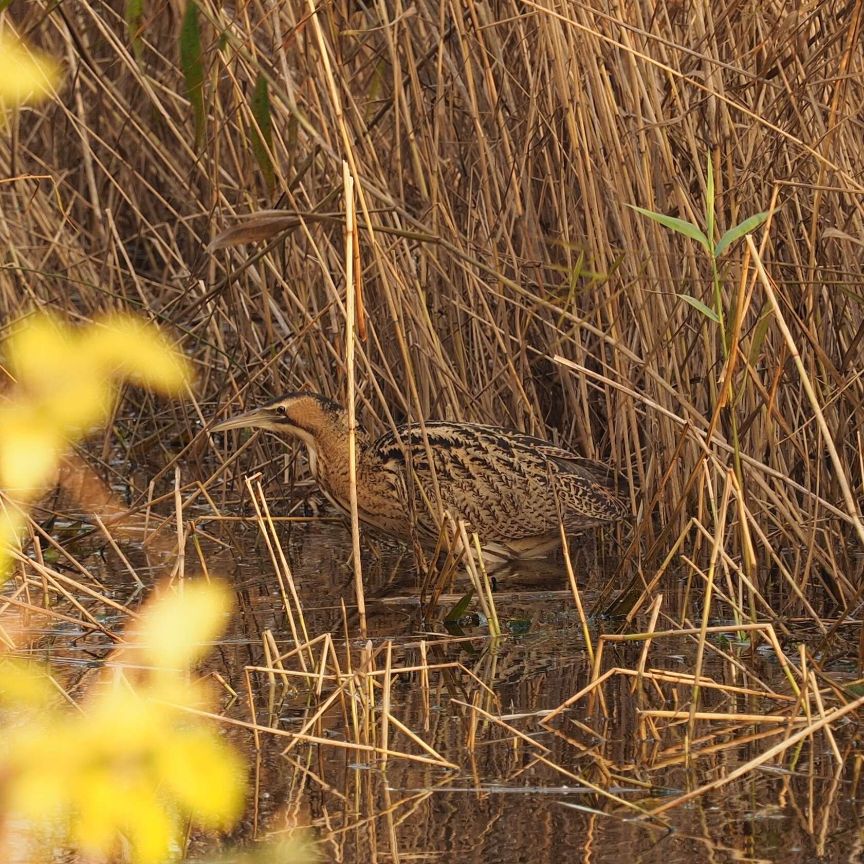 Image of great bittern, bittern