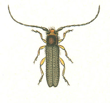 Image of Leafy Spurge Stem Boring Beetle