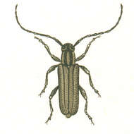 Слика од Phytoecia nigricornis (Fabricius 1782)