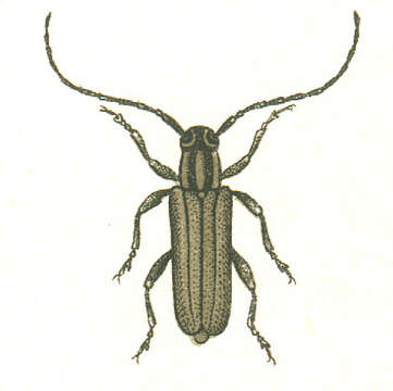 Image of Phytoecia nigricornis (Fabricius 1782)