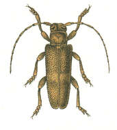 Image of Poplar Long-Horned Beetle