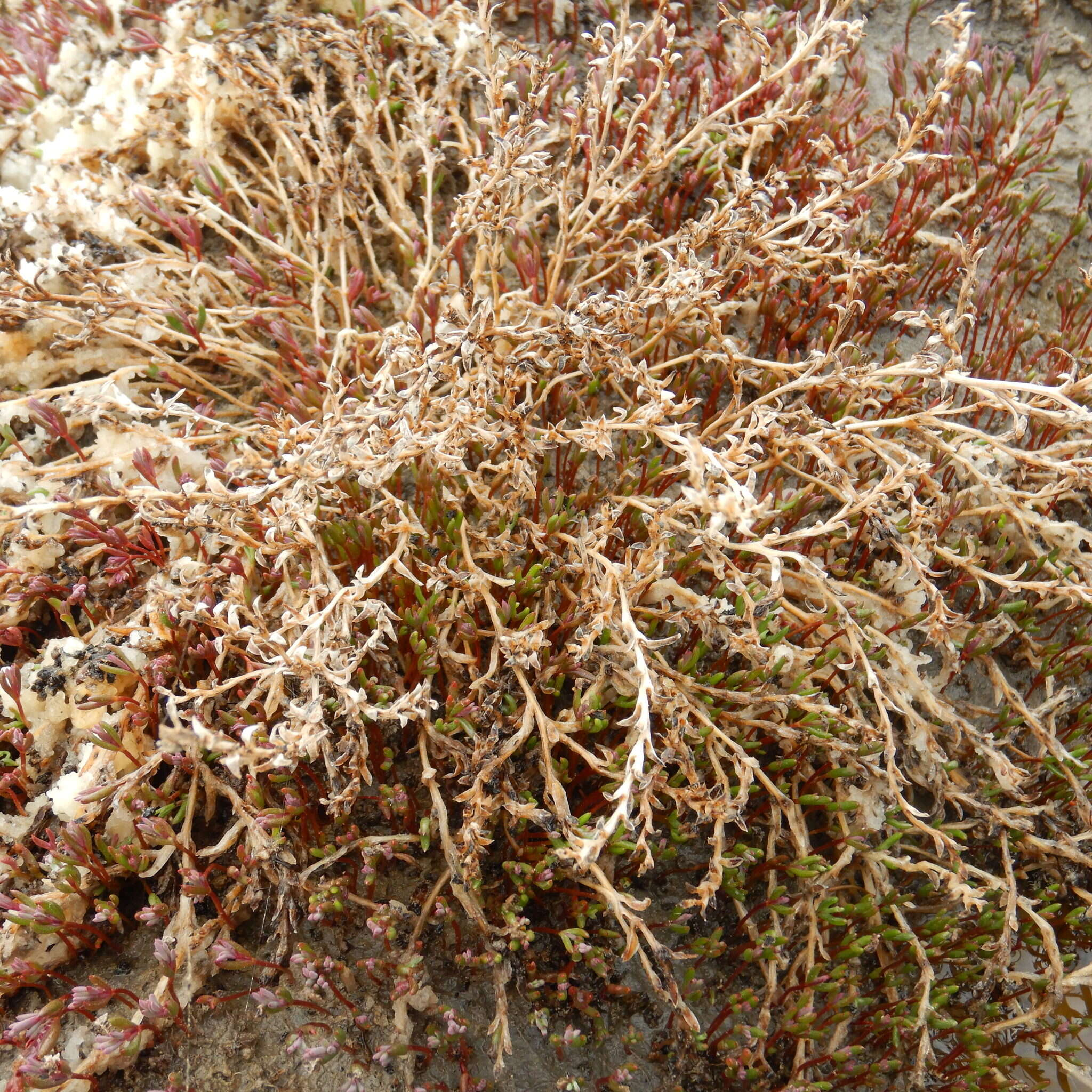 Image de Suaeda calceoliformis (Hooker) Moquin-Tandon