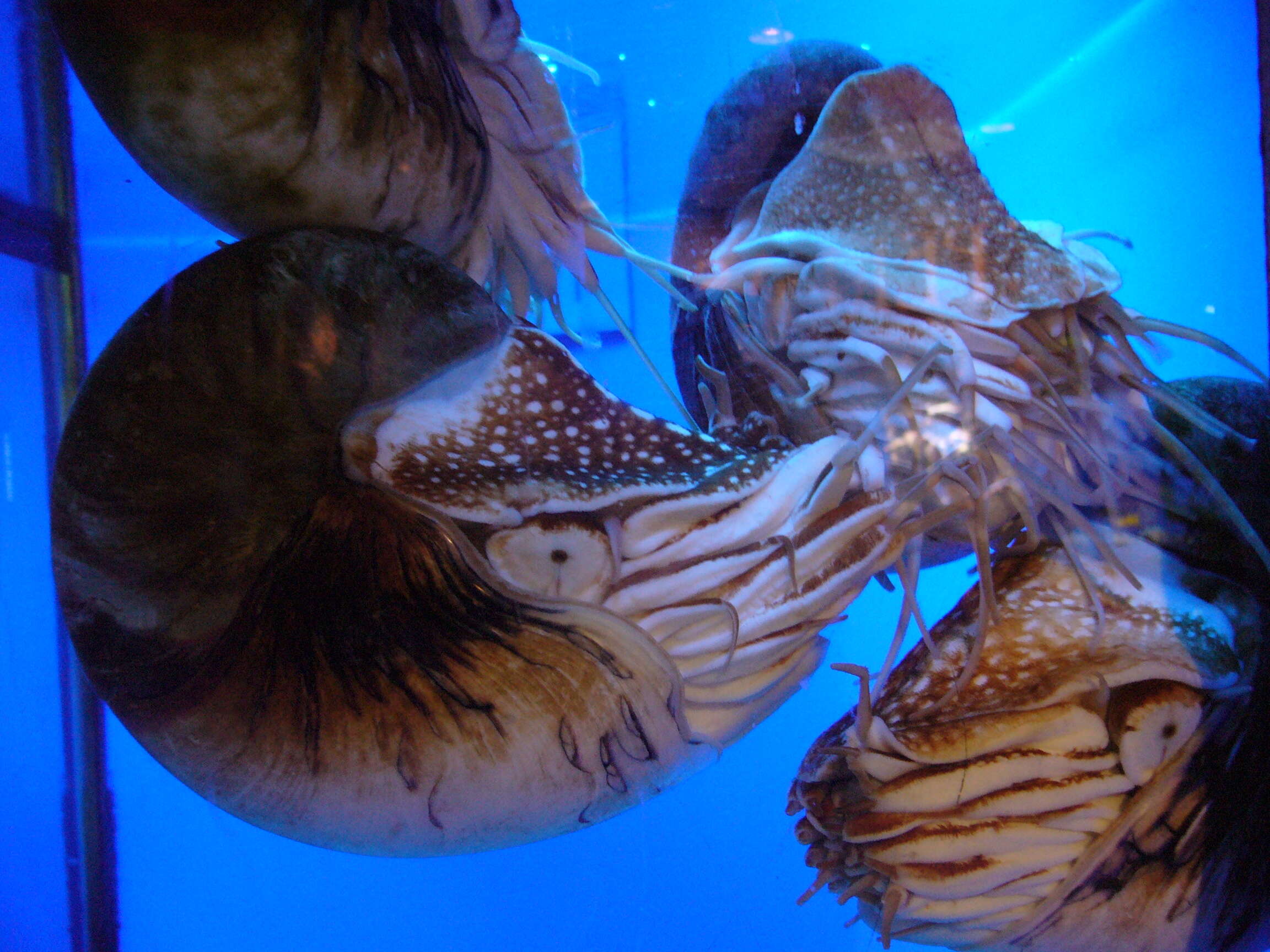 Image of chambered nautilus