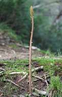 Image of Tall Gastrodia