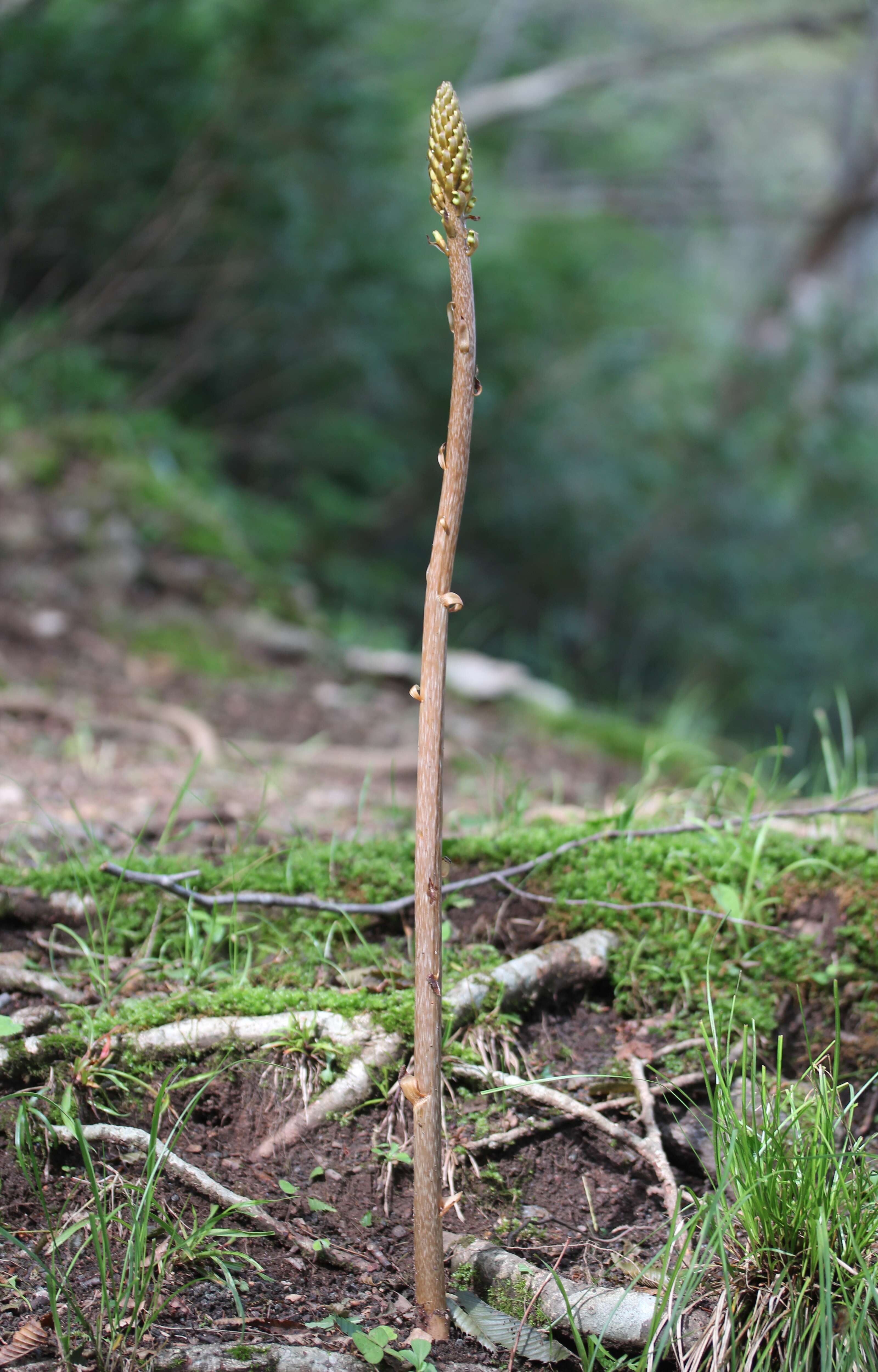 Image of Tall Gastrodia