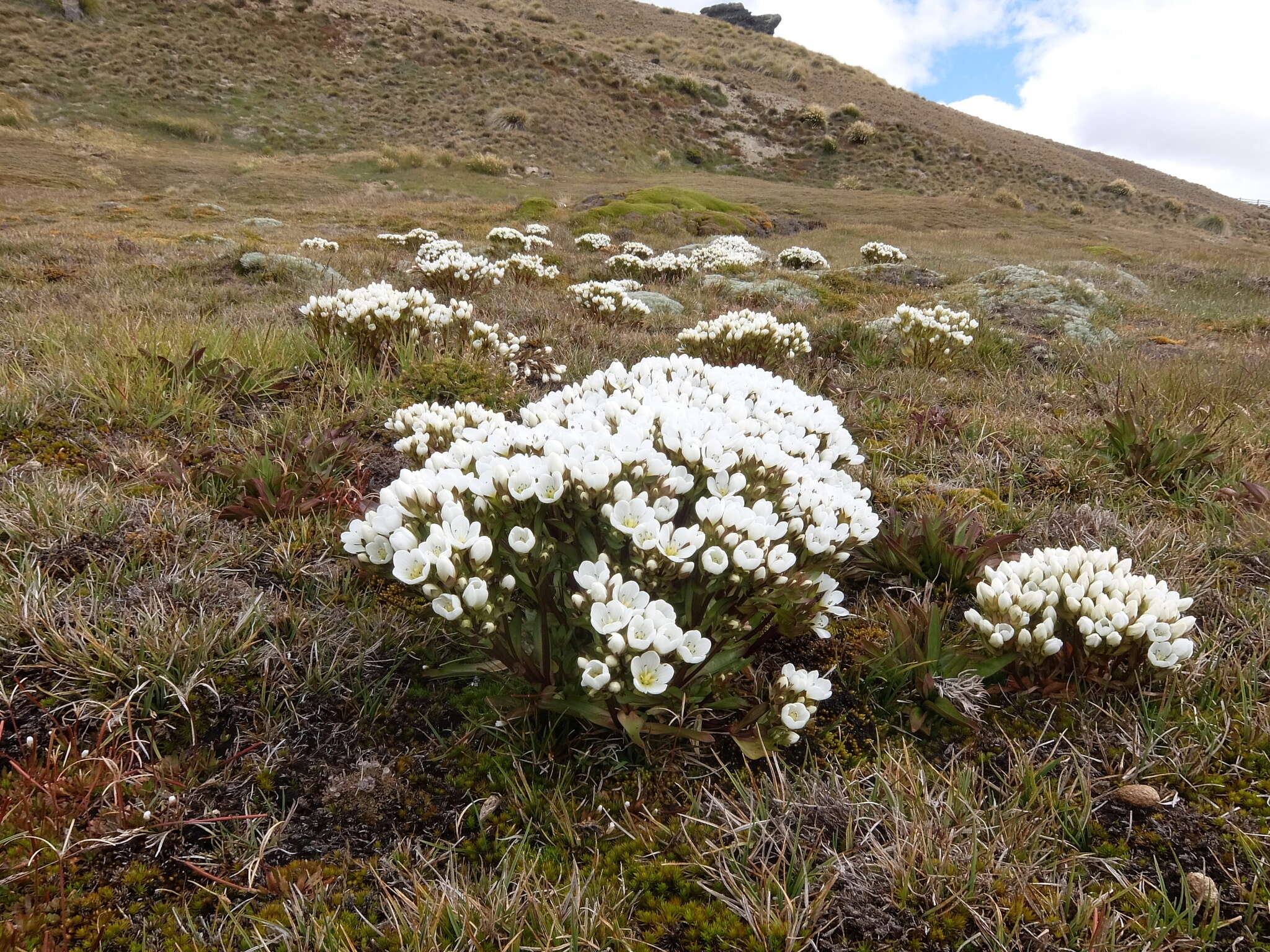 Image of Gentianella divisa (Kirk) Glenny