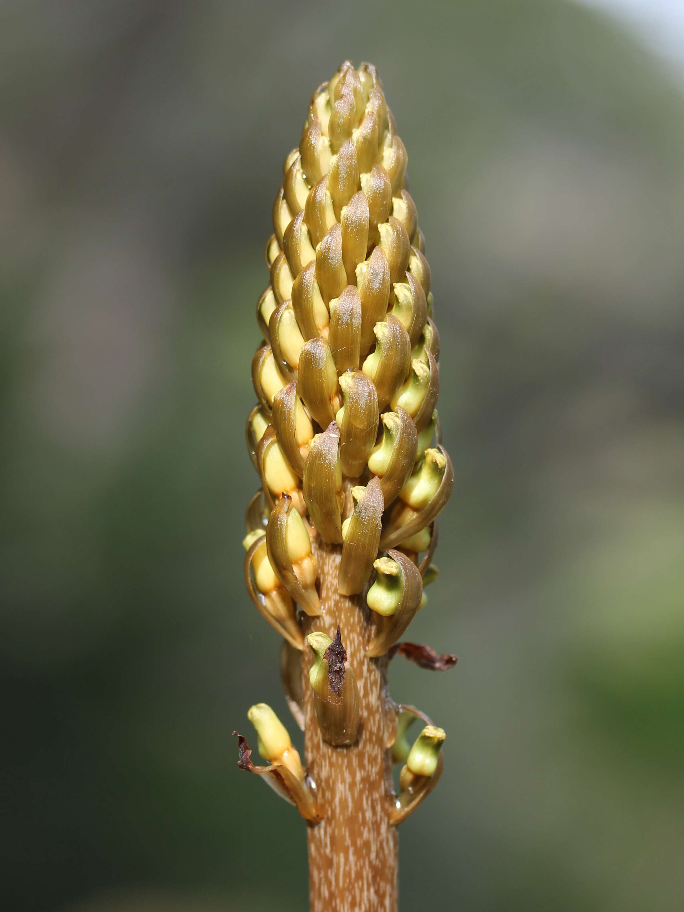 Image of Tall Gastrodia