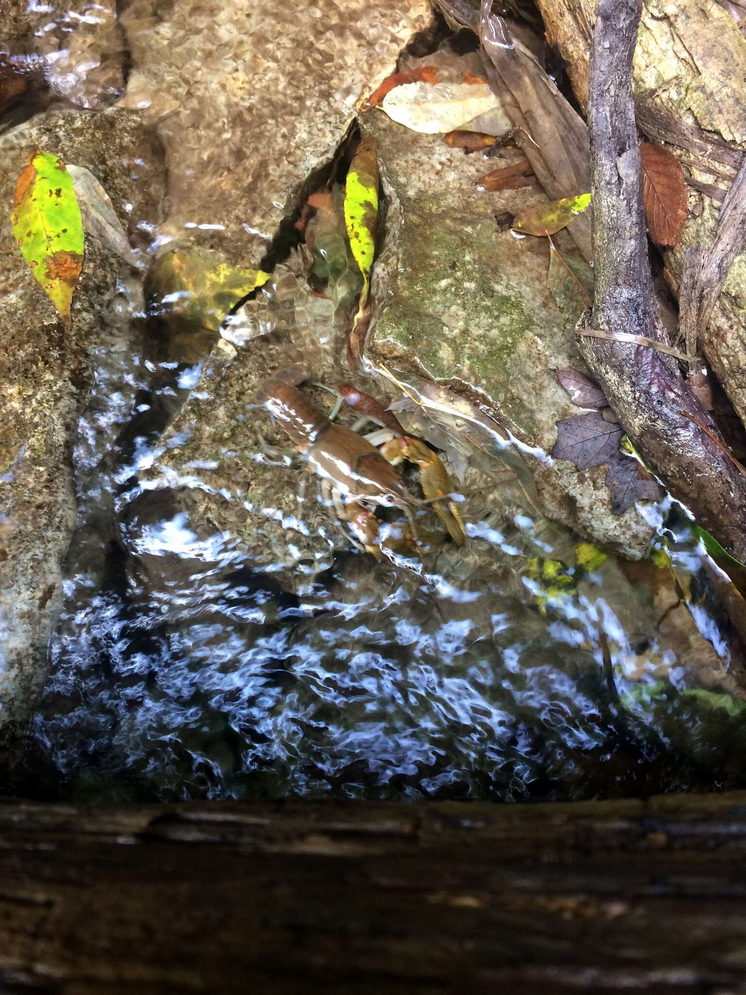 Image of Big Water Crayfish