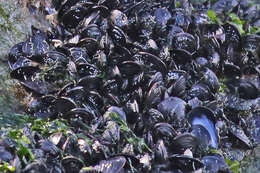 Image of Blue mussel