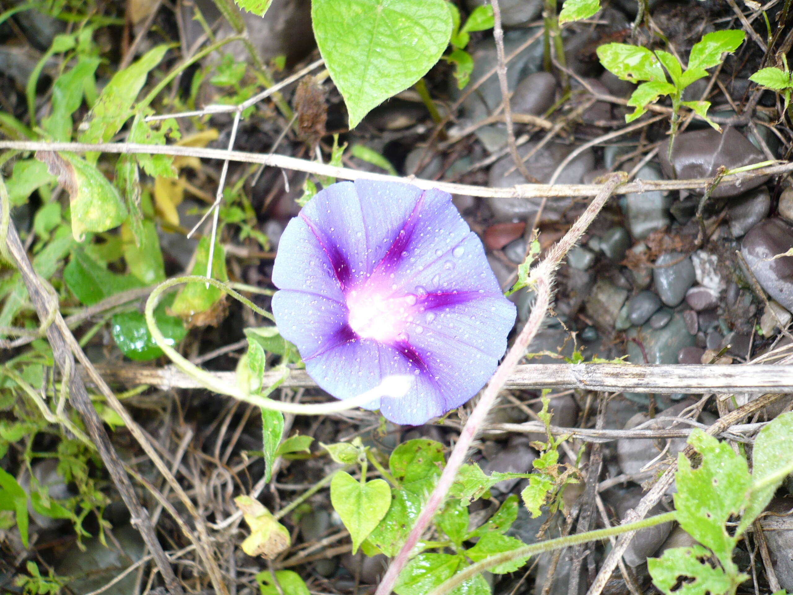 Image of tall morning-glory