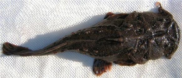 Image of Angler catfish