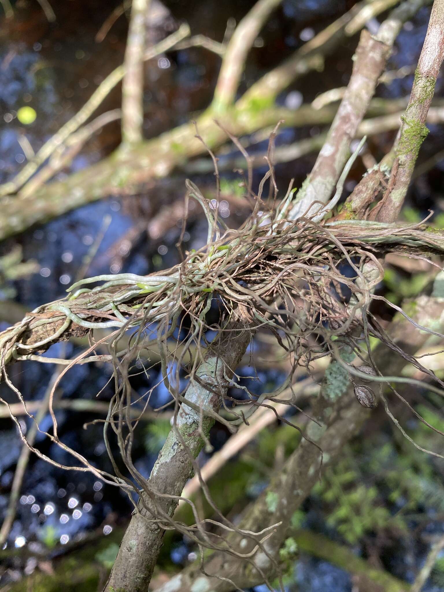 Image of ghost orchid