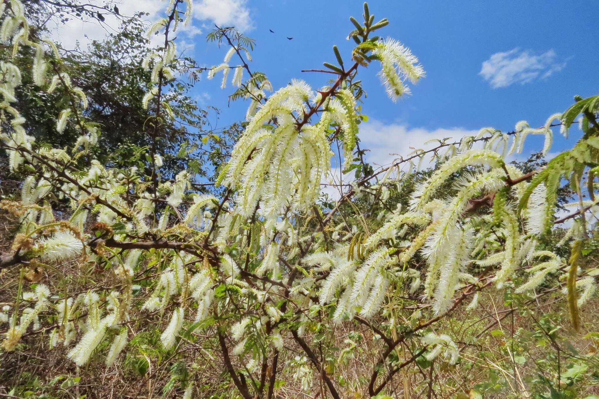 Imagem de Mimosa tenuiflora (Willd.) Poir.