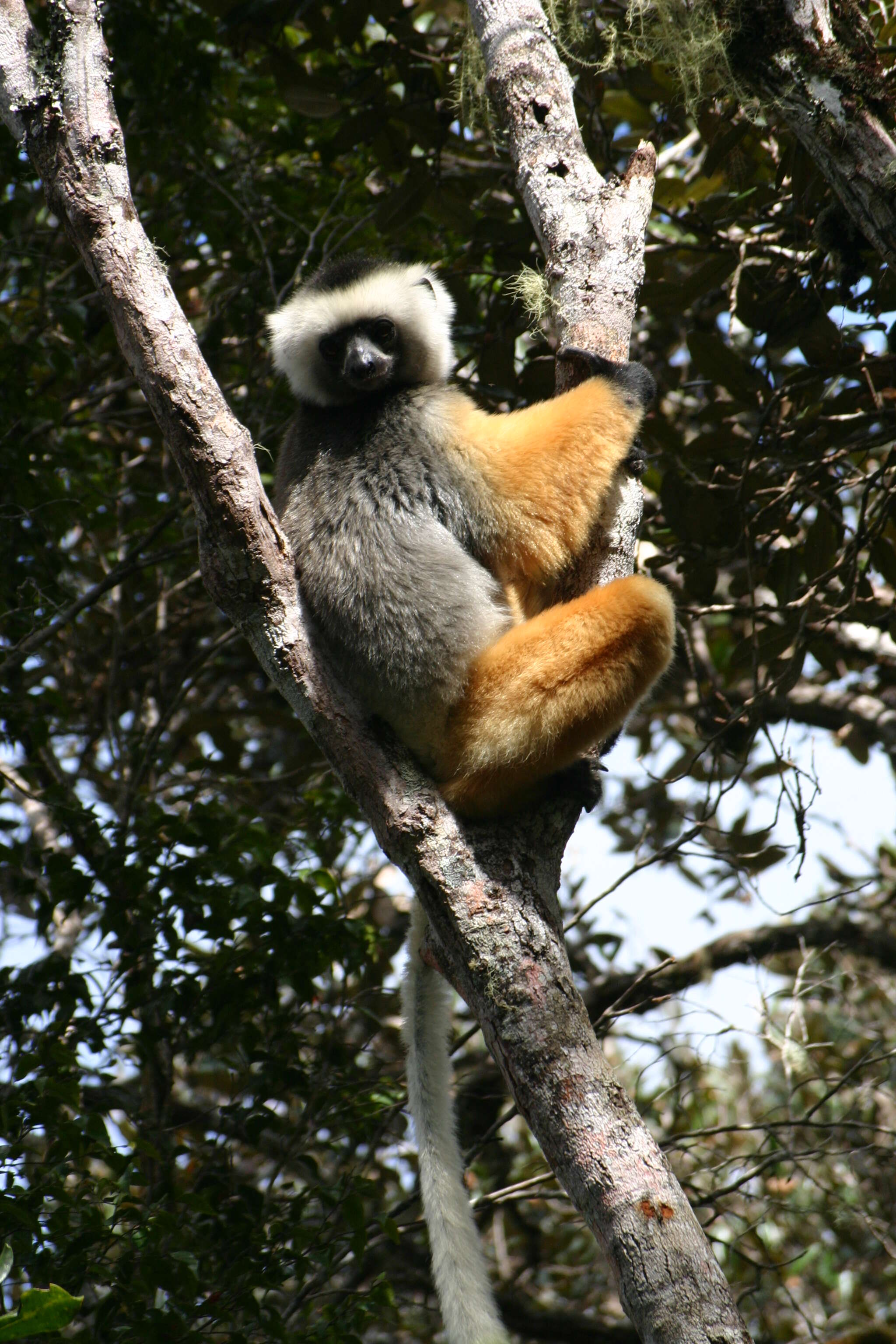 Image of Diadem Sifaka