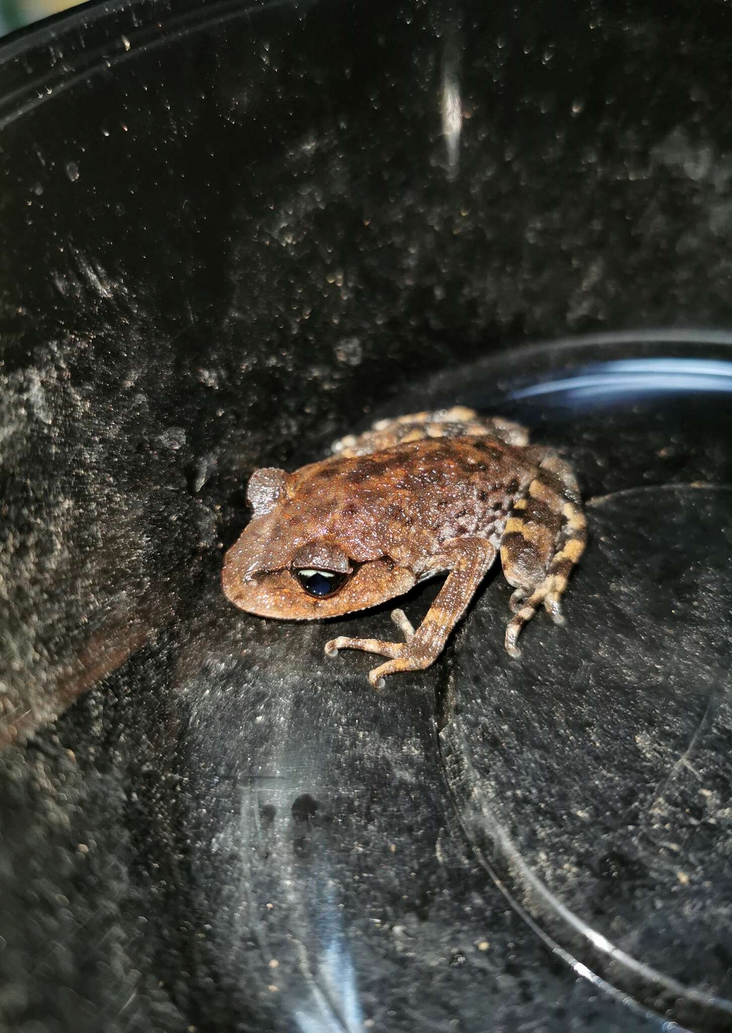 Image de Leptobrachium promustache (Rao, Wilkinson & Zhang 2006)