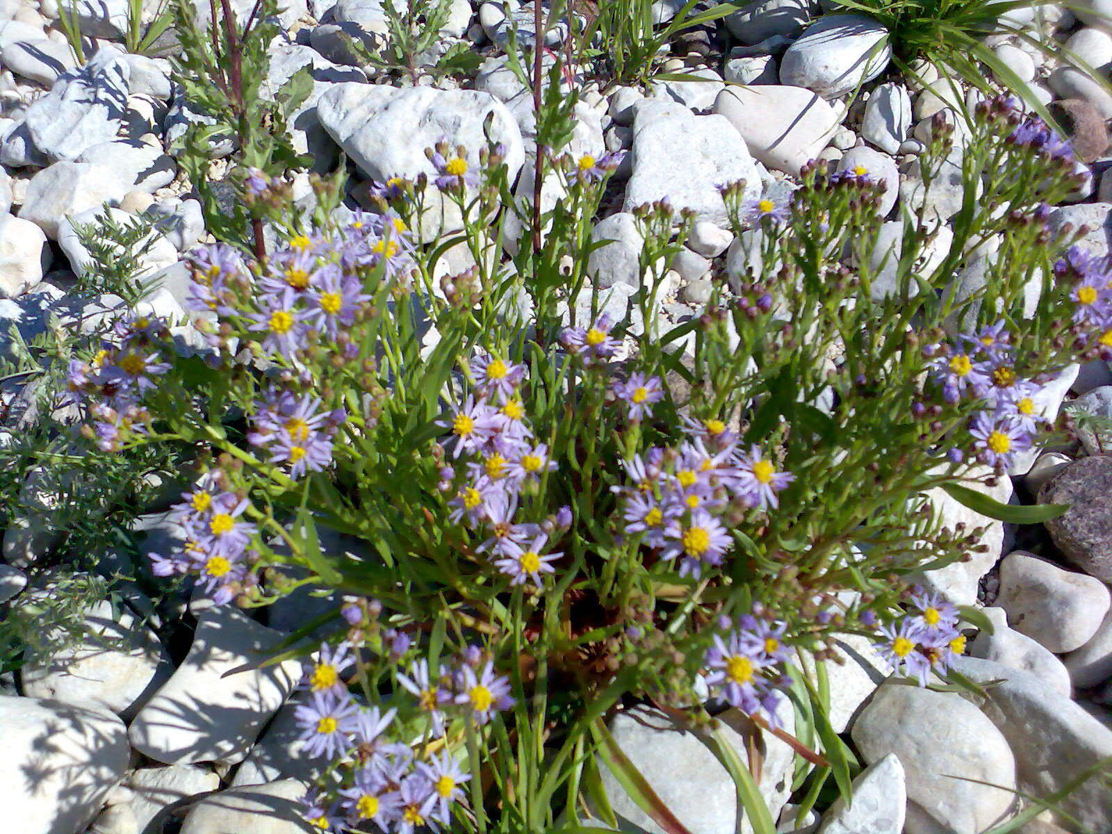 Image of sea aster