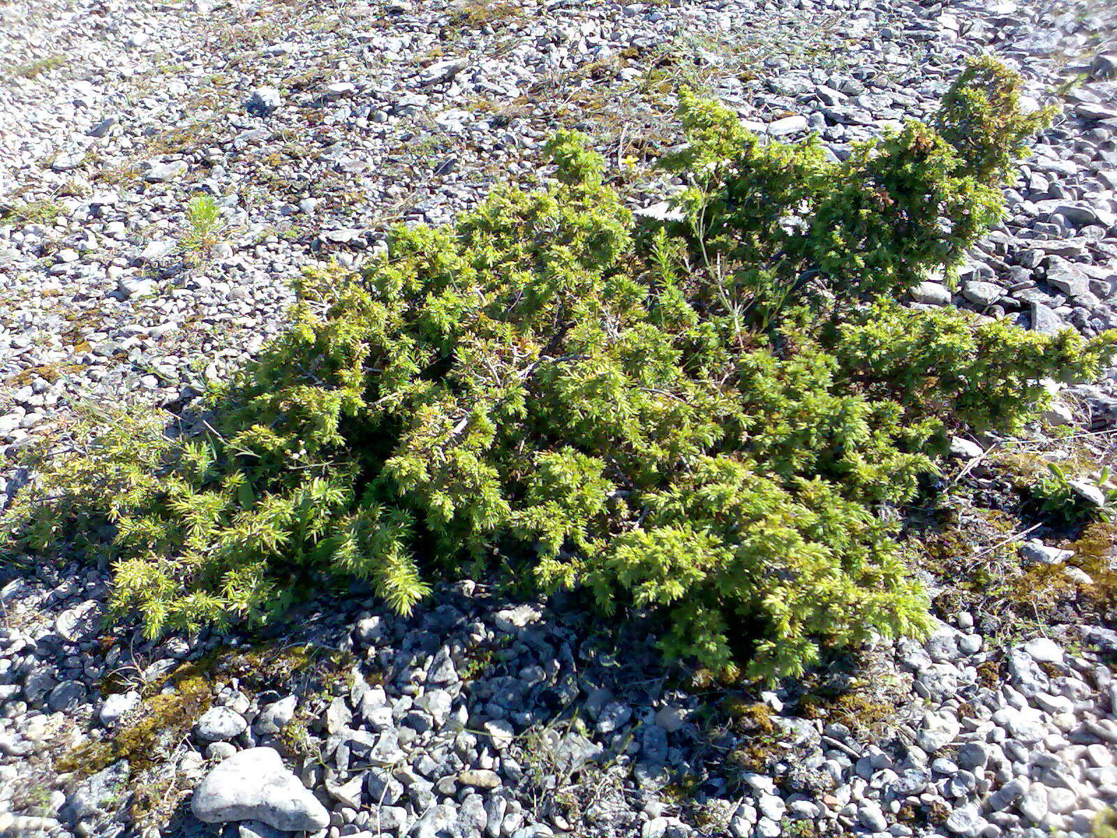 Image of Common Juniper