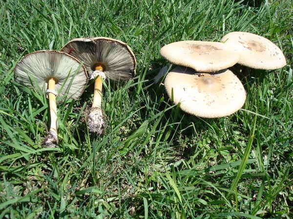 Image of Green-spored parasol