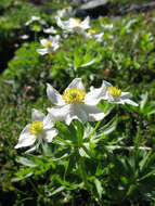 Imagem de Anemonastrum narcissiflorum subsp. narcissiflorum