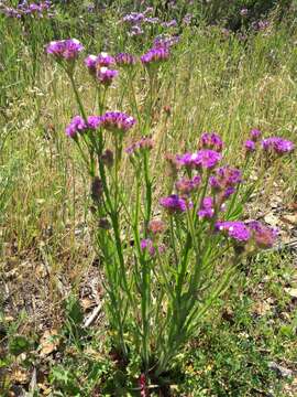 Imagem de Limonium sinuatum (L.) Miller