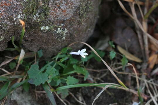 Image of Lobelia pteropoda (C. Presl) A. DC.