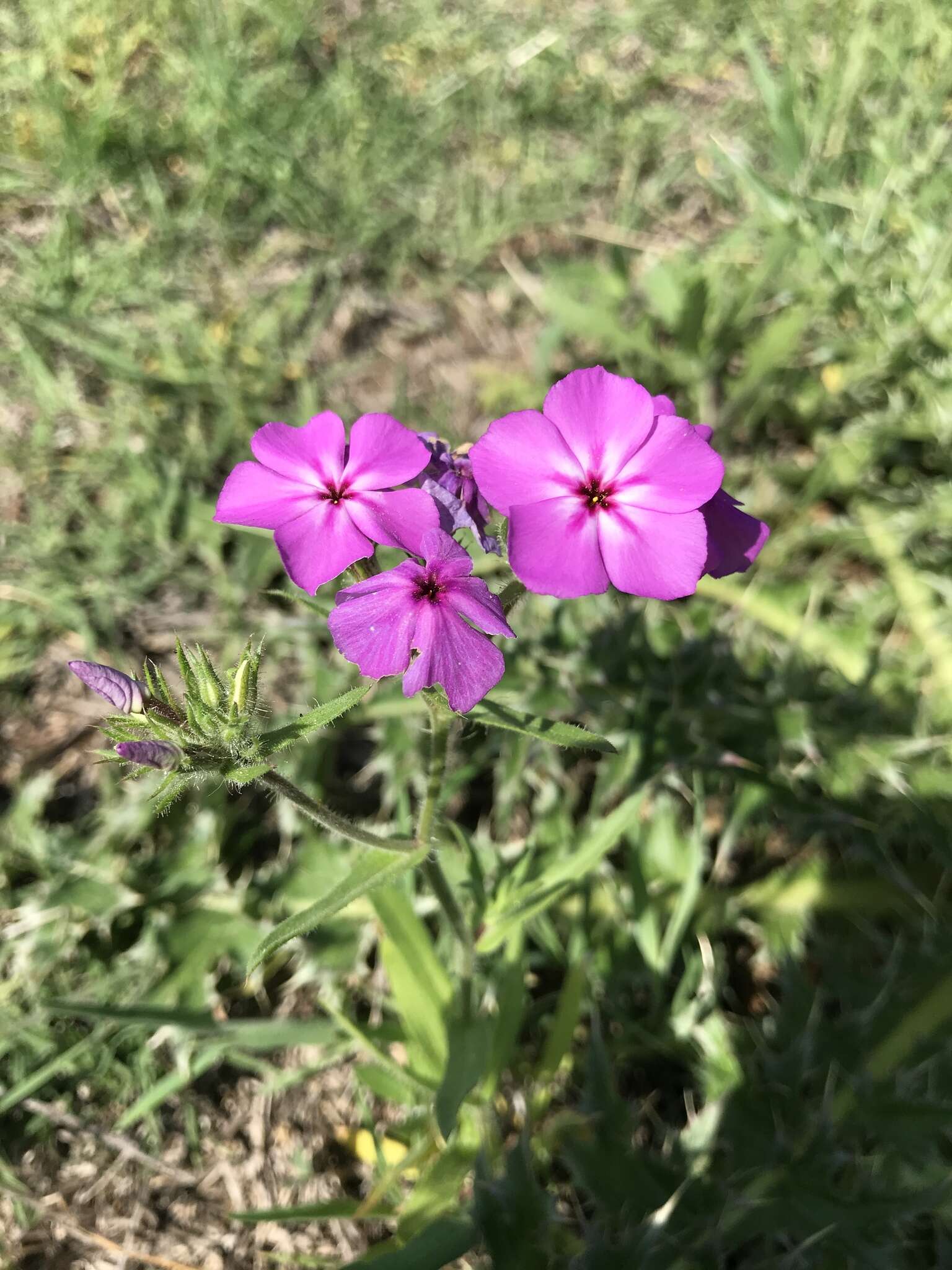 Image of McAllister's phlox