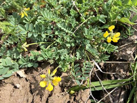 Imagem de Hippocrepis comosa L.