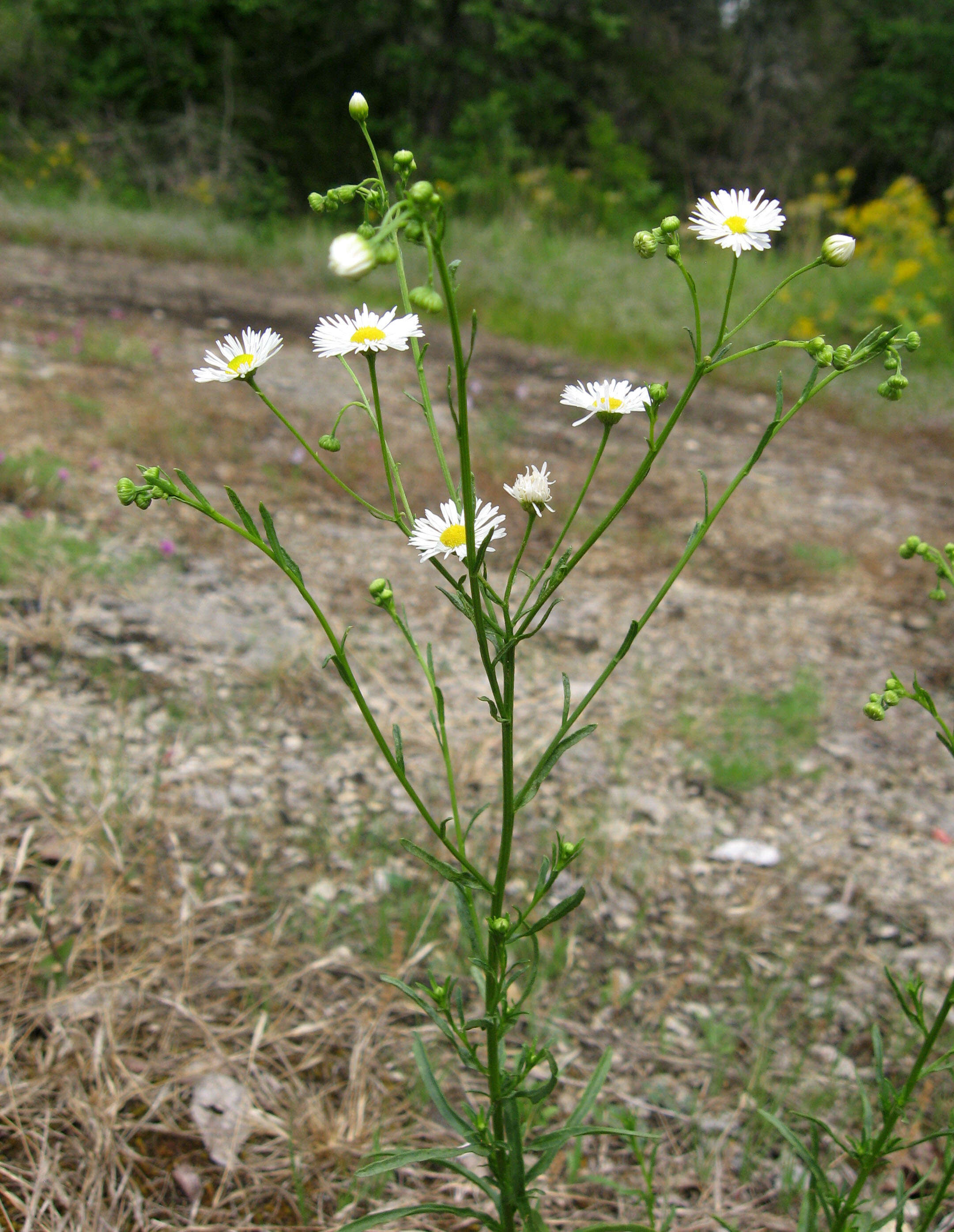 Image of prairie fleabane